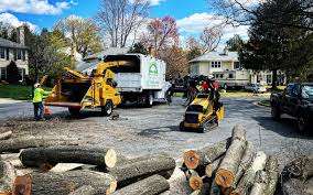 Best Tree and Shrub Care  in Susanville, CA