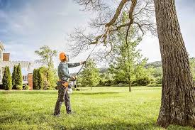 Best Hazardous Tree Removal  in Susanville, CA