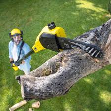 Best Tree Cabling and Bracing  in Susanville, CA