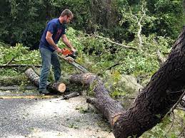 Best Tree Mulching  in Susanville, CA