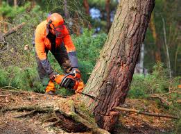 Best Lawn Watering Services  in Susanville, CA