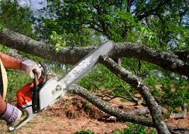  Susanville, CA Tree Removal Pros