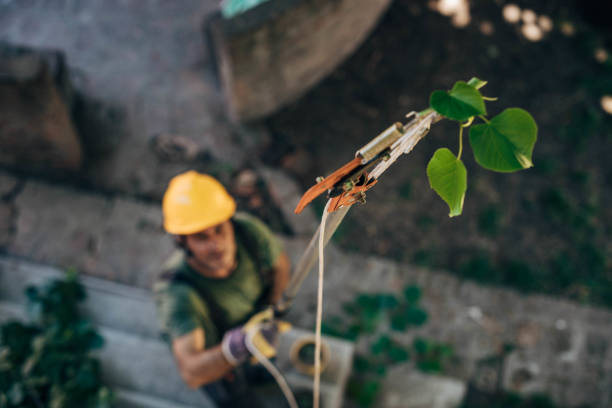 Best Utility Line Clearance  in Susanville, CA