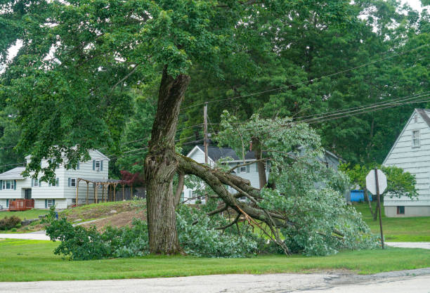 Best Tree Trimming and Pruning  in Susanville, CA