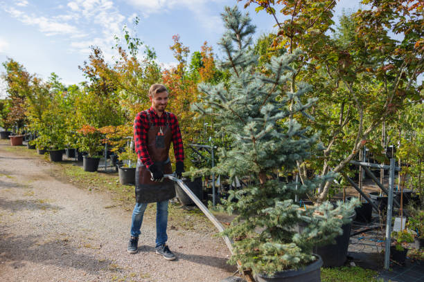 Best Storm Damage Tree Cleanup  in Susanville, CA